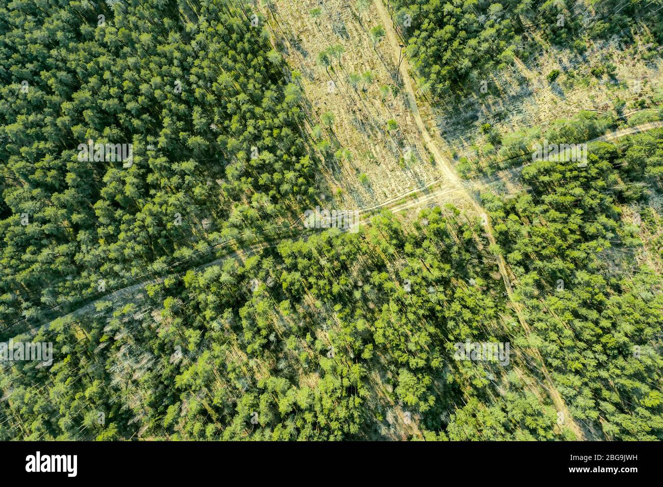 top view of dirt roads with crossroad among green forest. landscape photography with drone Stock Photo