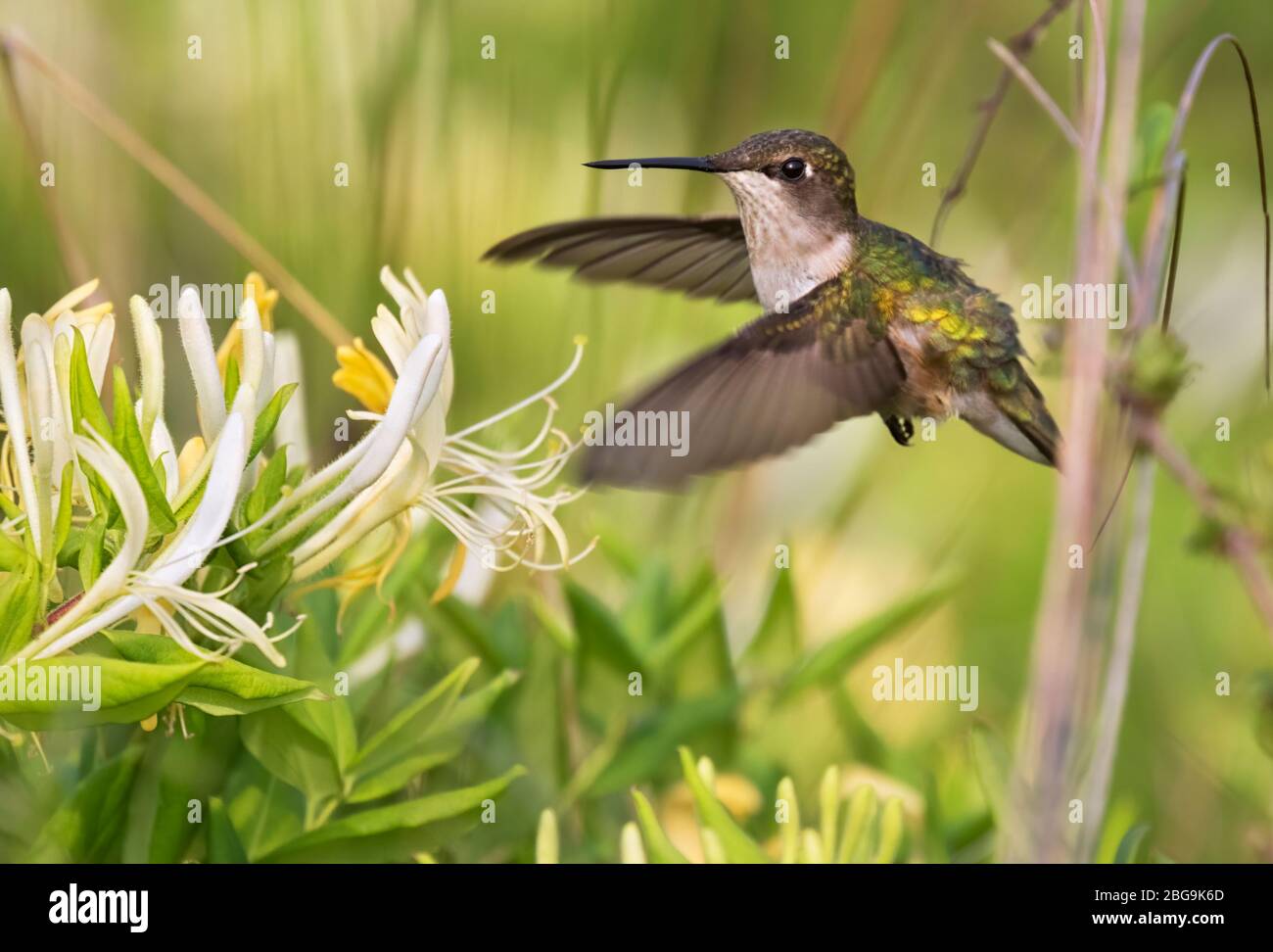 The female of ruby-throated hummingbird flying over honeysackle flowers, closeup Stock Photo