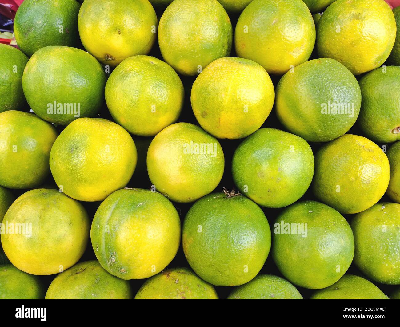 Selling Juicy fresh Green Oranges closeup. Wholesale market. Green