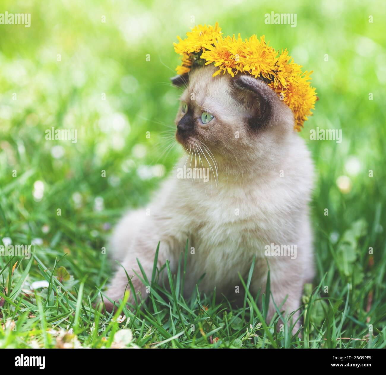 Little kitten crowned dandelion flower chaplet. The kitten sits on the grass Stock Photo