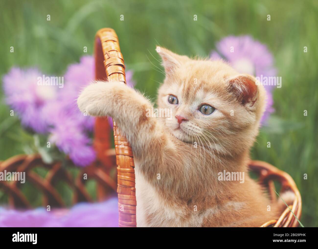 Cute little kitten with flowers outdoors. The kitten sits in a basket ...