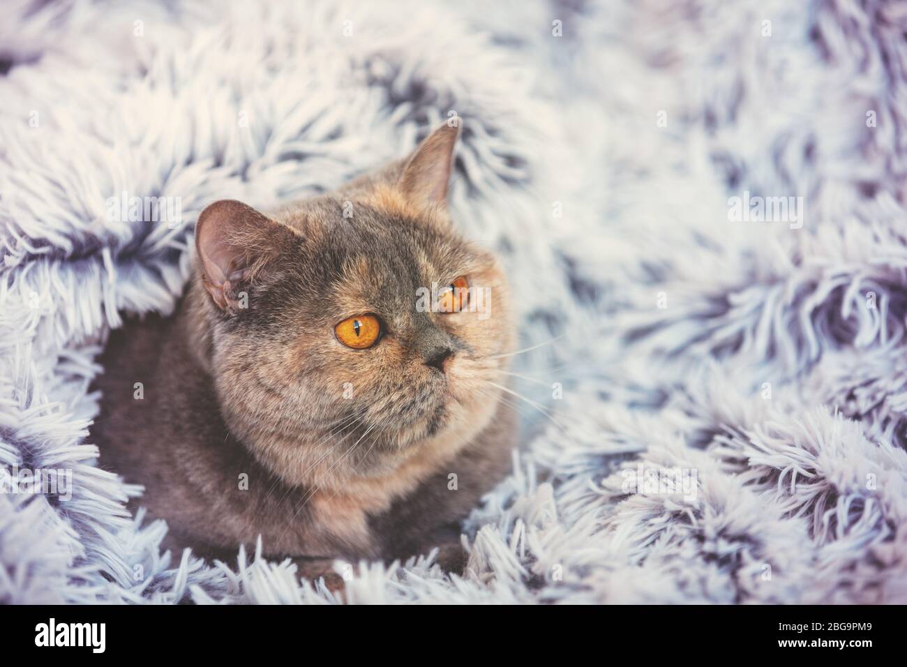 Cute cat peeking out from under the soft fur blue blanket. Relaxing at home British shorthair cat Stock Photo