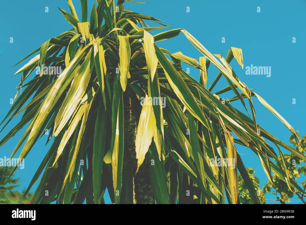 Yucca palm against blue sky Stock Photo