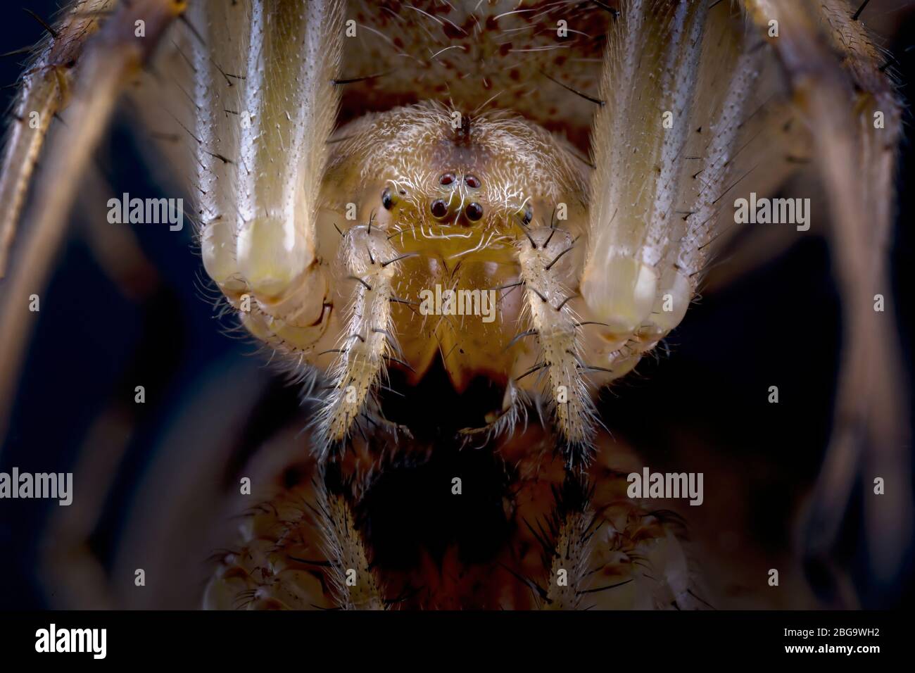 Macro close up of the face of a leaf curling spider isolated on a black