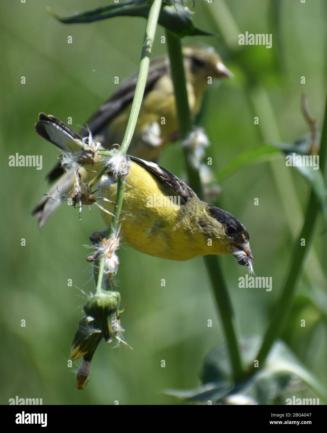 A male American goldfinch (Spinus tristis), with the female in the background, feeds on the seeds of a hawkweed plant on Struve Slough in California. Stock Photo