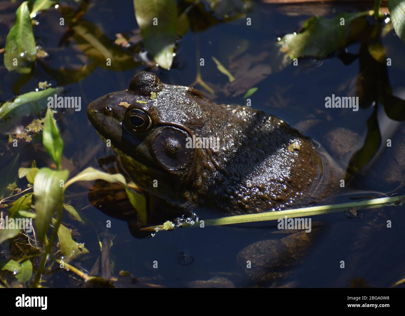 A male American bullfrog (Lithobates catesbeianus), in the shallow water at the edge of Watsonville Slough in California. Stock Photo