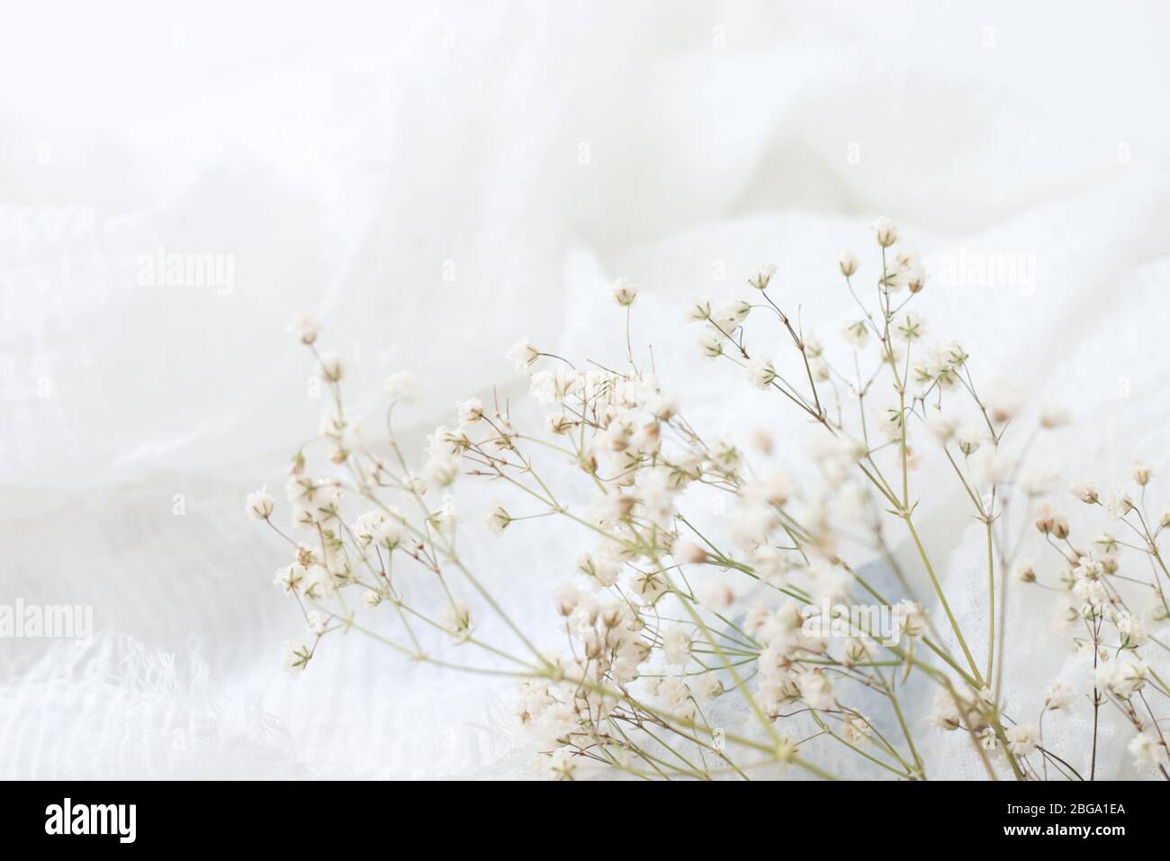 Baby's breath on white hi-res stock photography and images - Alamy