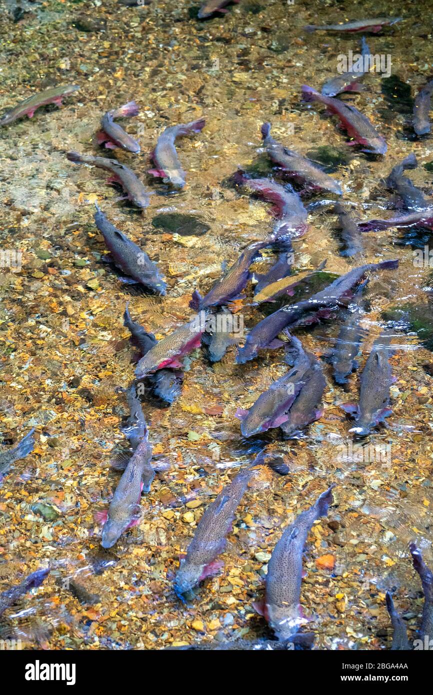 Wild trout in clear running water, Tongariro National Trout Centre, Tūrangi, North Island New Zealand Stock Photo