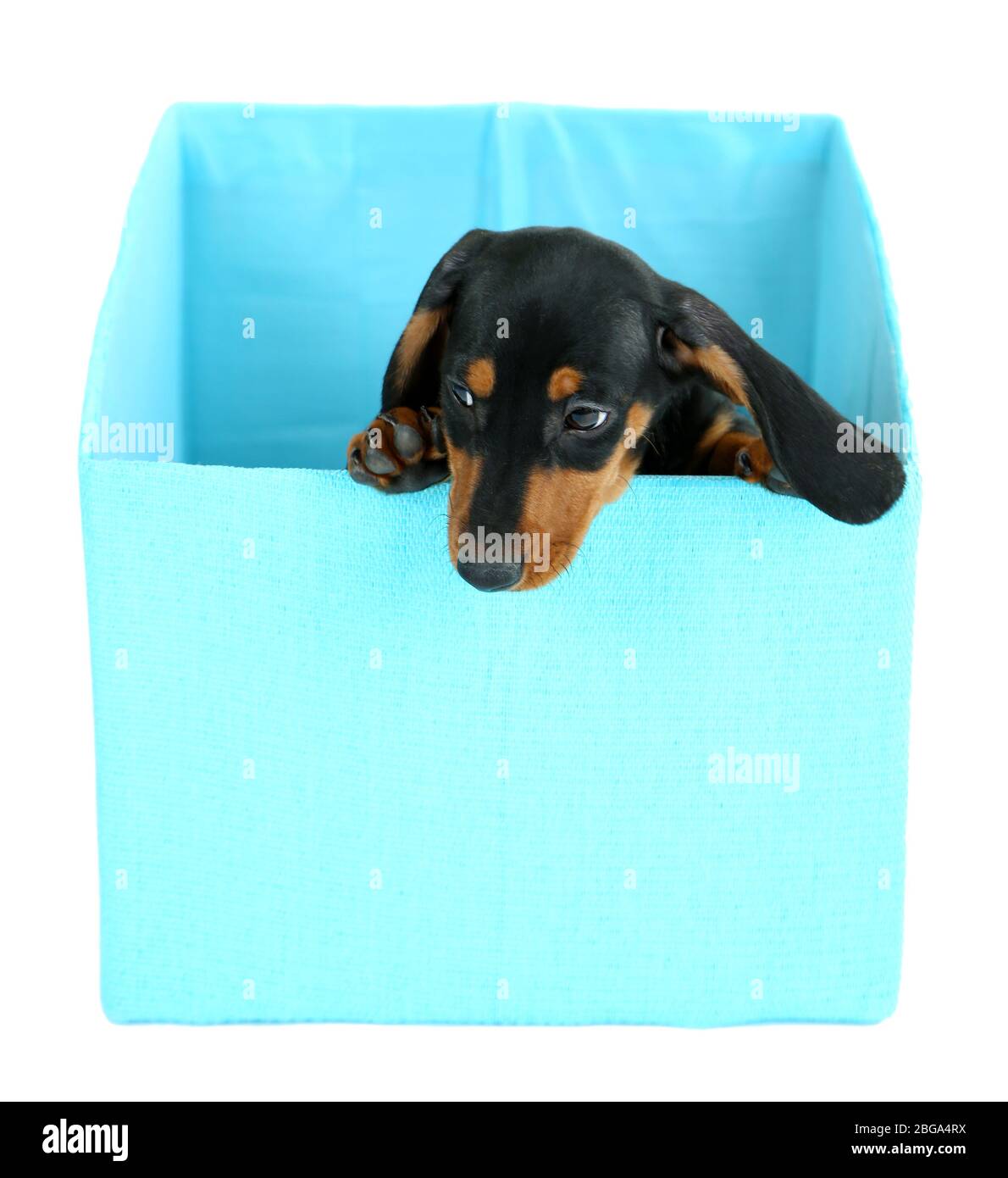 small dog raincoat uk