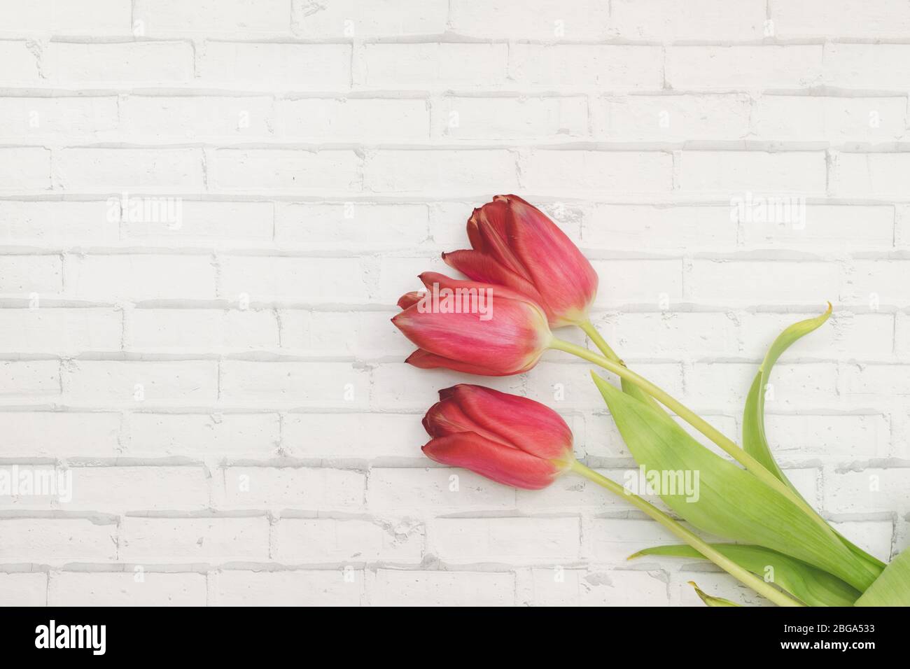 Red Flowers tulips on a white background of wall of brick, spring and holidays, Women's Day. Copyspace Stock Photo