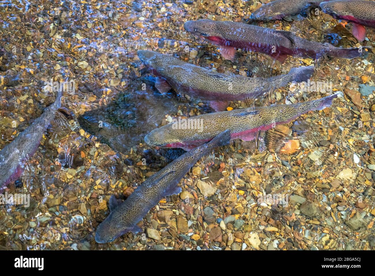 Wild trout in clear running water, Tongariro National Trout Centre, Tūrangi, North Island New Zealand Stock Photo