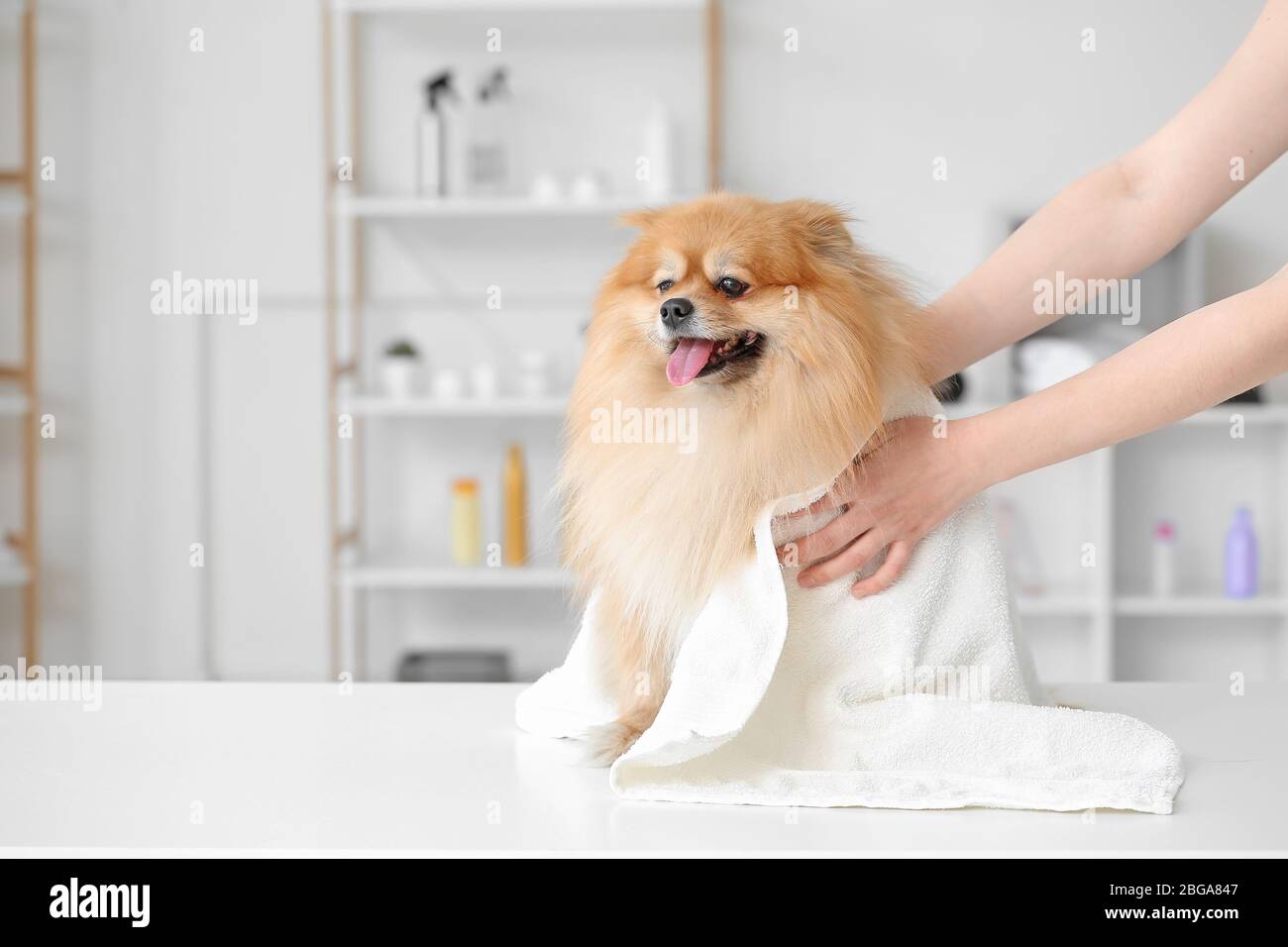 Female groomer wiping dog's hair after washing in salon Stock Photo Alamy