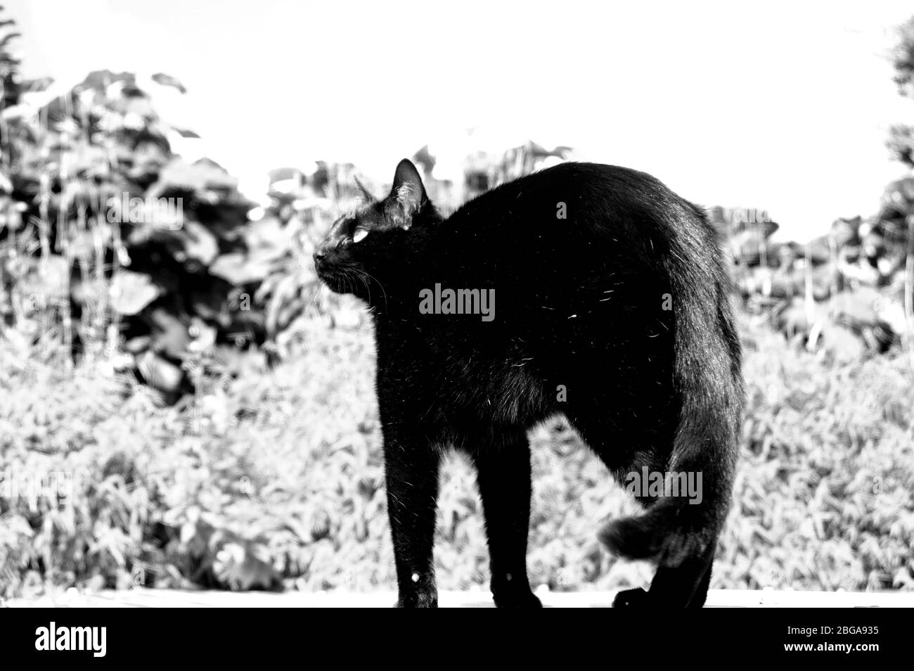 Beautiful and majestic black cat posing Stock Photo - Alamy
