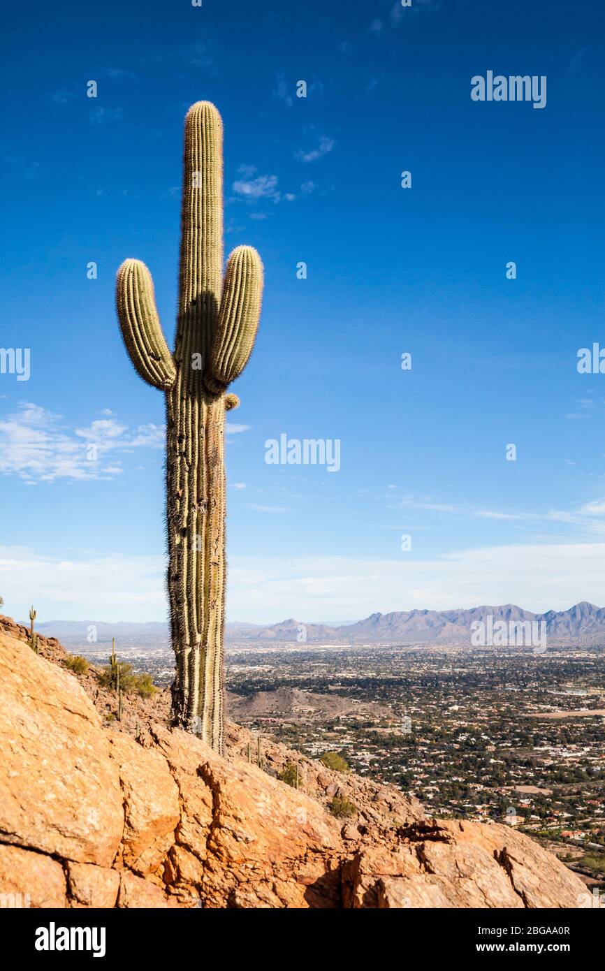 A Saguaro cactus on Camelback Mountain with Scottsdale, Arizona down below in the valley, Arizona. Stock Photo
