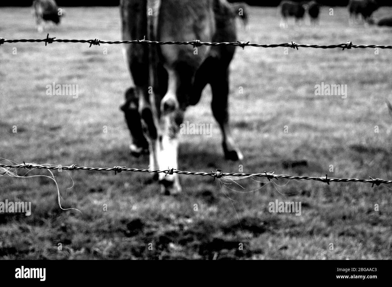 Young cows in a field Black and White Stock Photos & Images - Alamy