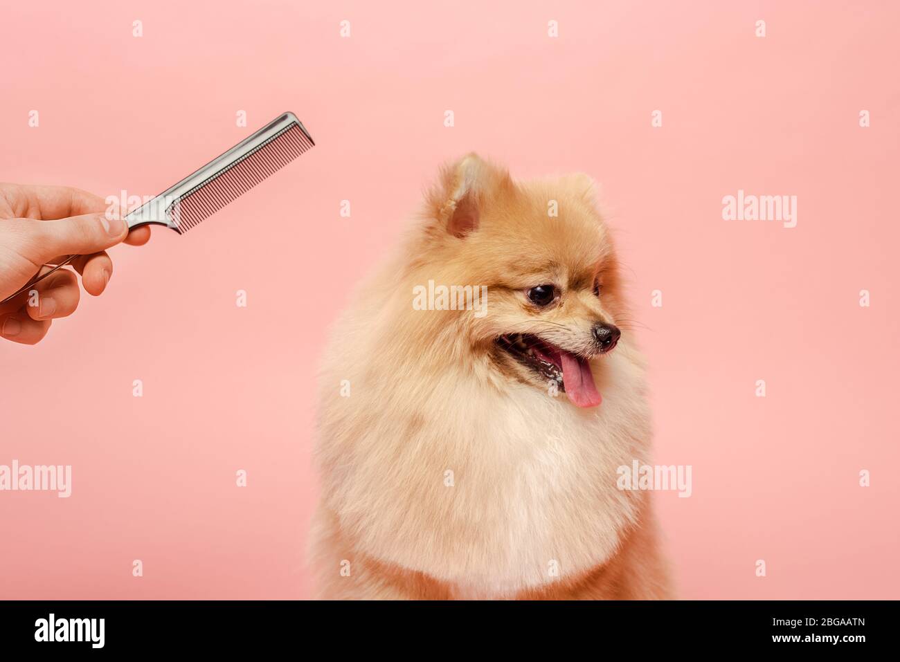 pomeranian comb