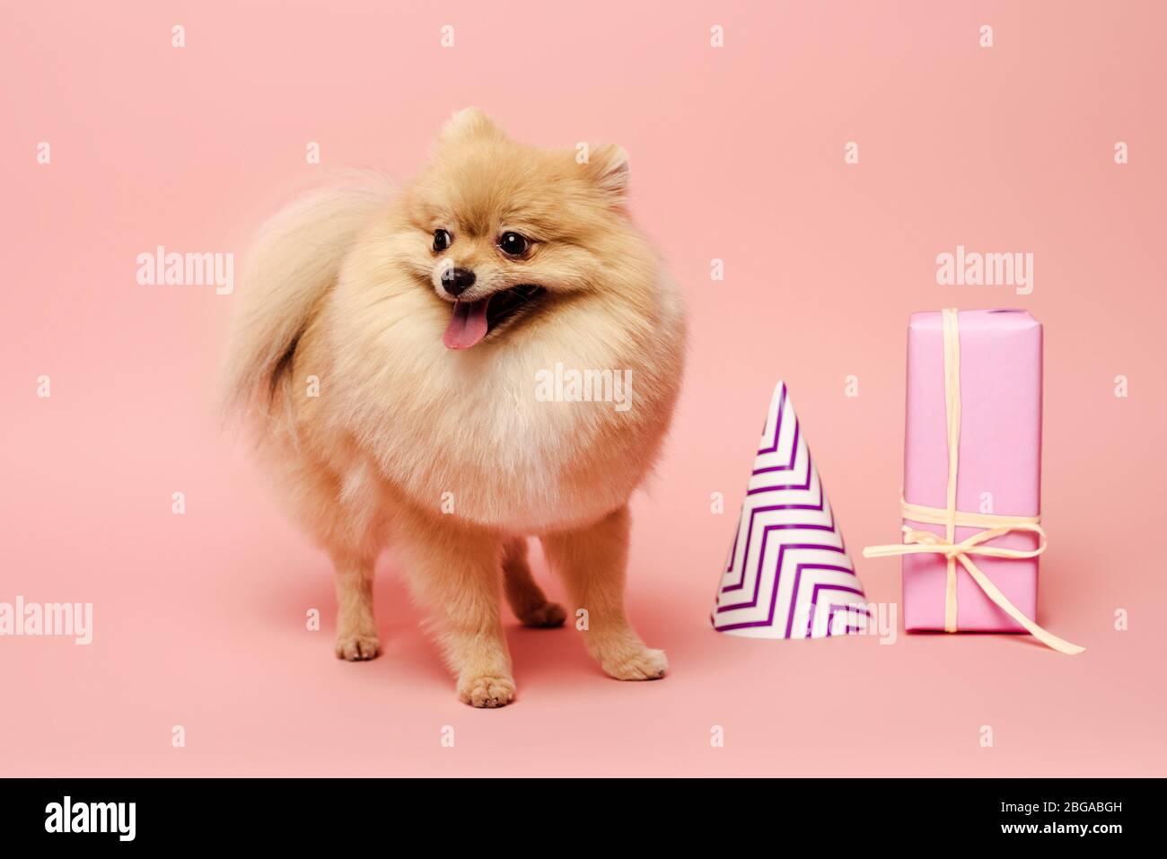 pomeranian party