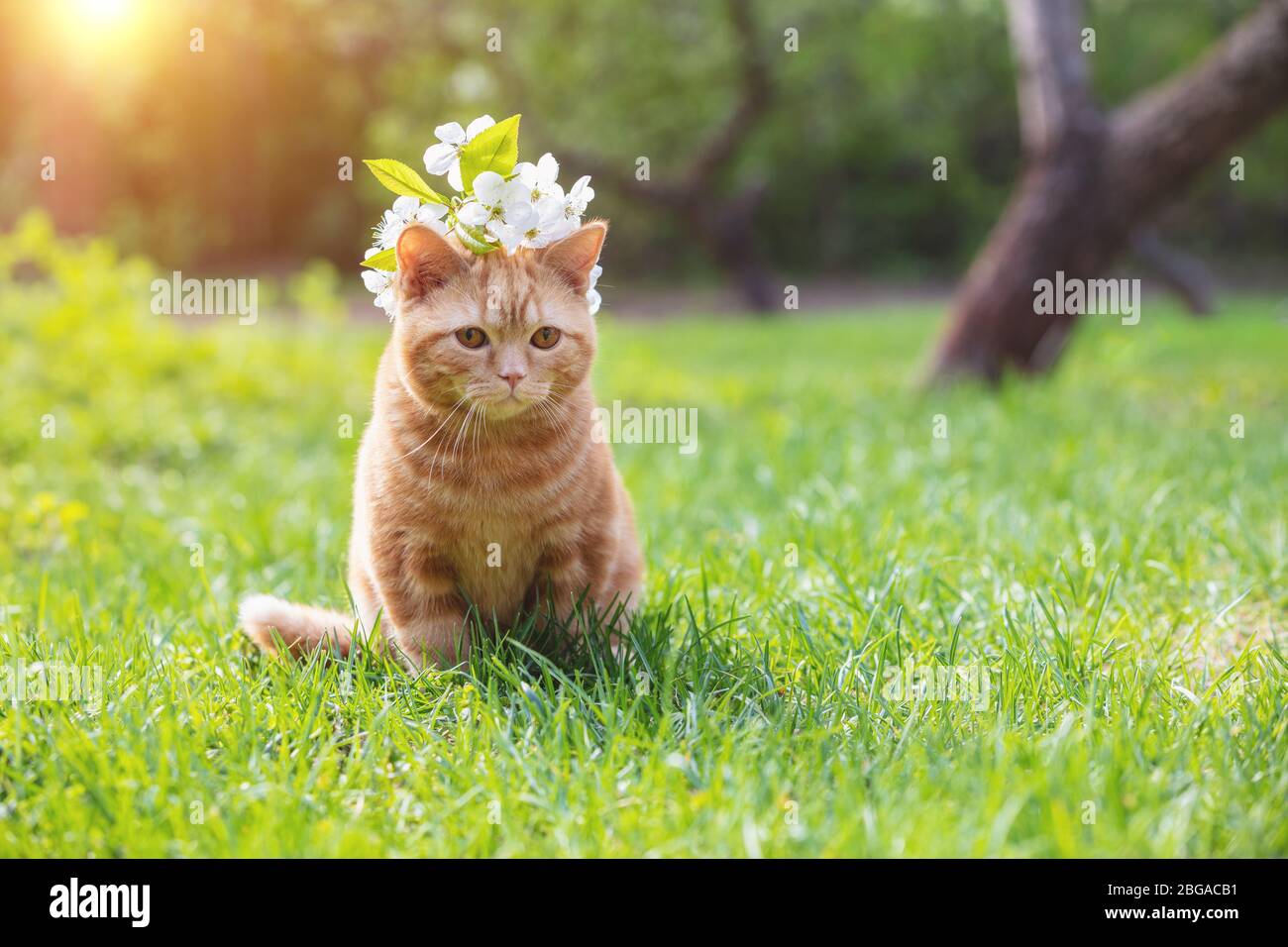 Portrait of a little kitten with cherry flowers on the head. The cat sits in a spring garden Stock Photo