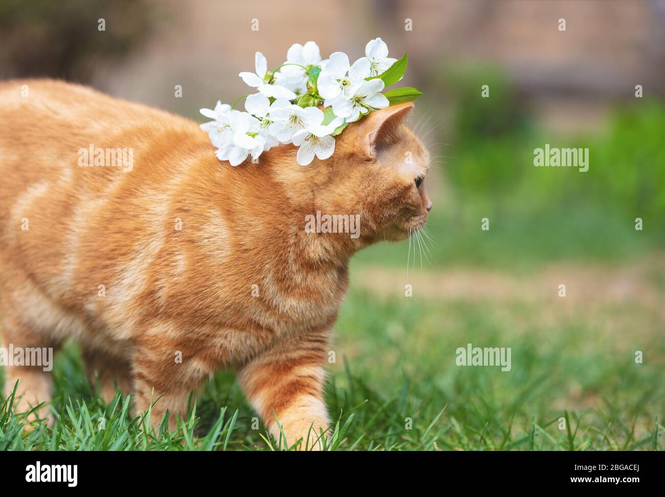 Portrait of a little kitten with cherry flowers on the head. The cat walks in a spring garden Stock Photo
