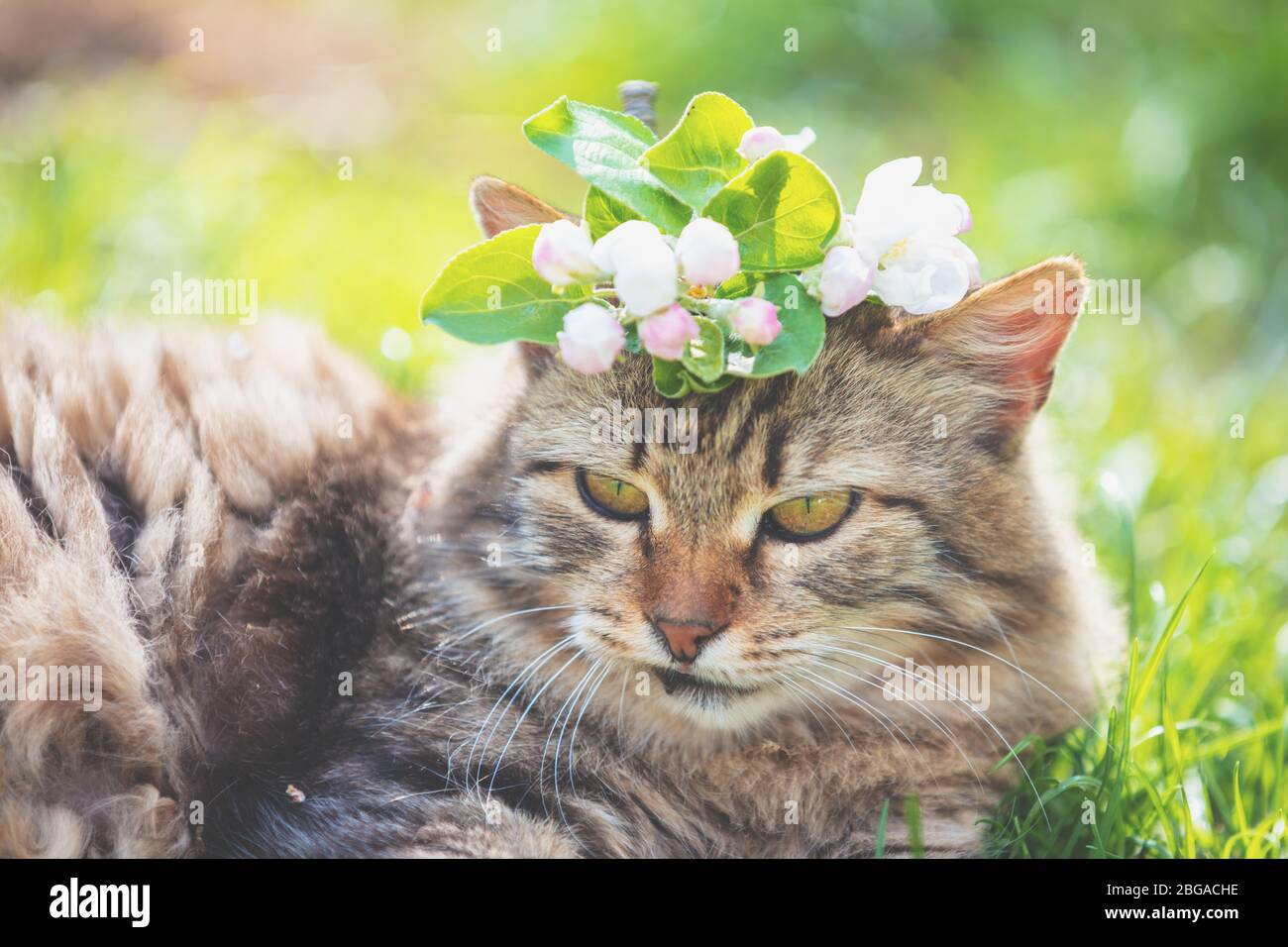 Siberian cat with flowers on the head in the spring garden Stock Photo