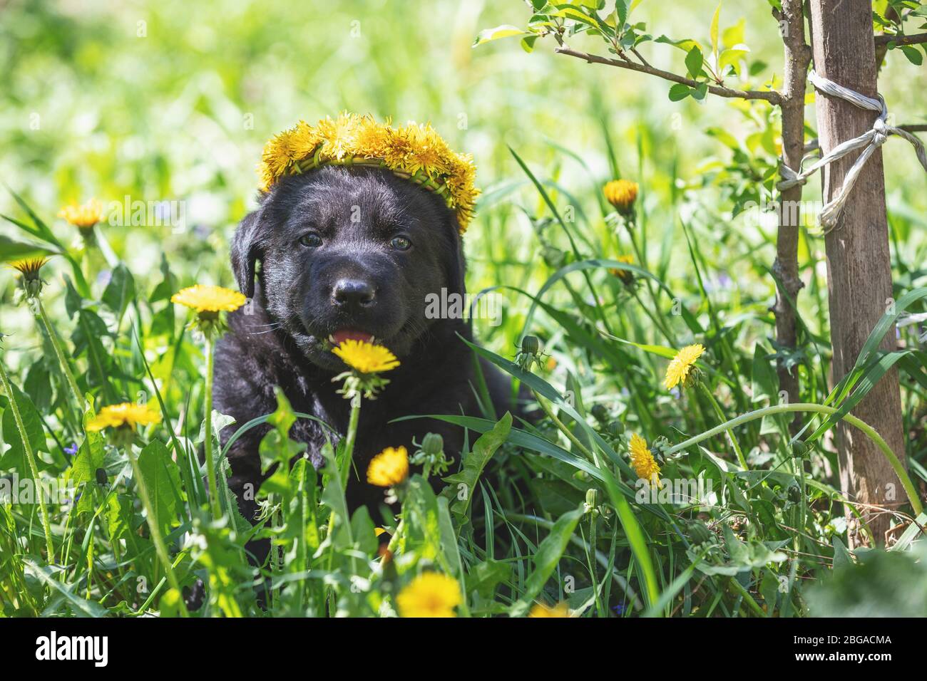 Beautiful little black puppy sitting on the grass in the summer garden. Puppy crowned dandelions chaplet Stock Photo