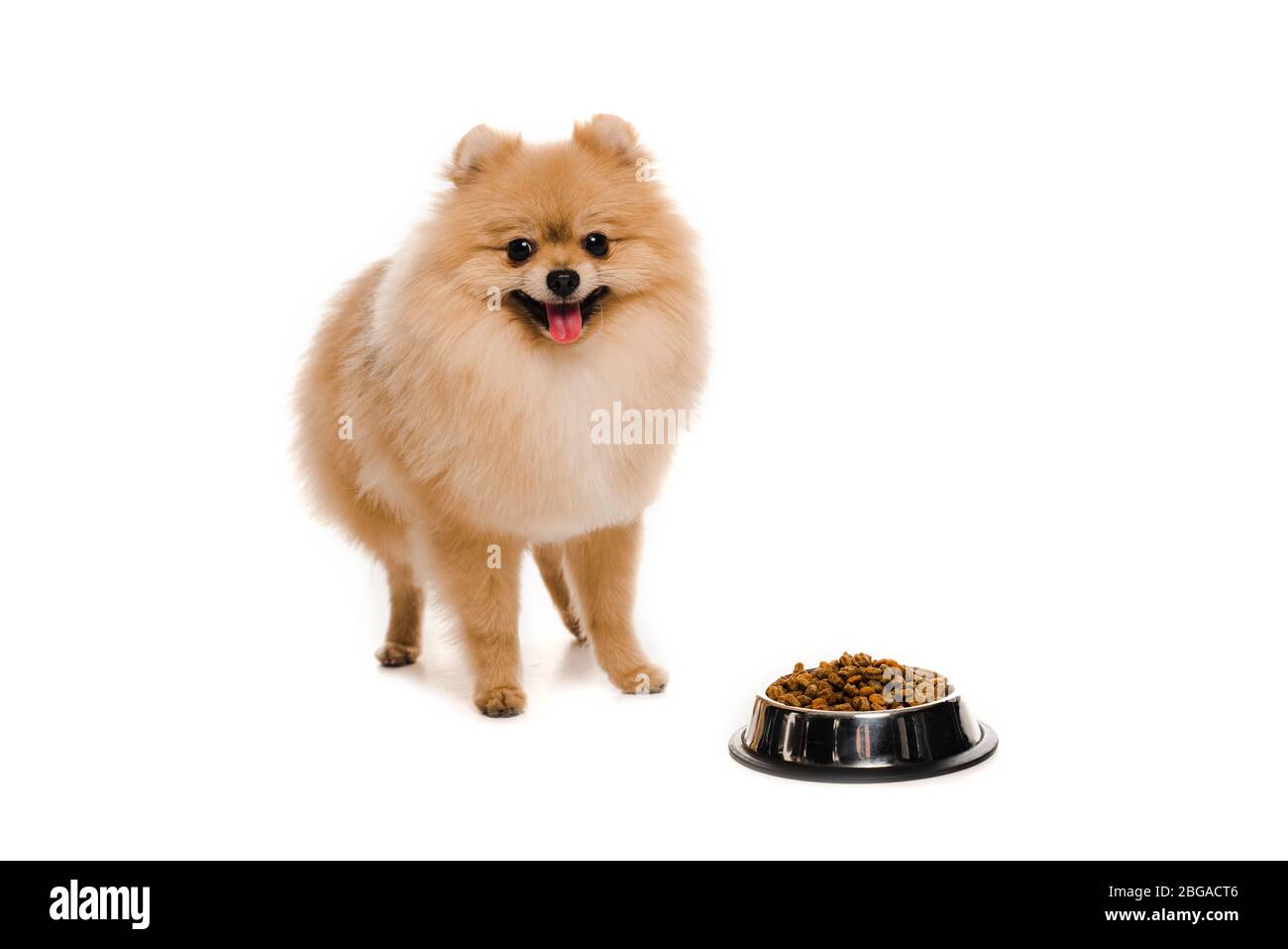 Pomeranian 2025 food amount