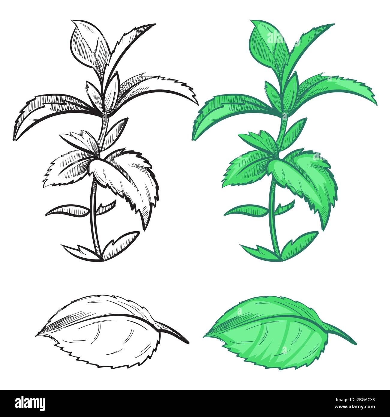 Coloring hand drawn mint plant and leaf with colorful samples. Herb mint plant, green spice leaf, vector illustration Stock Vector