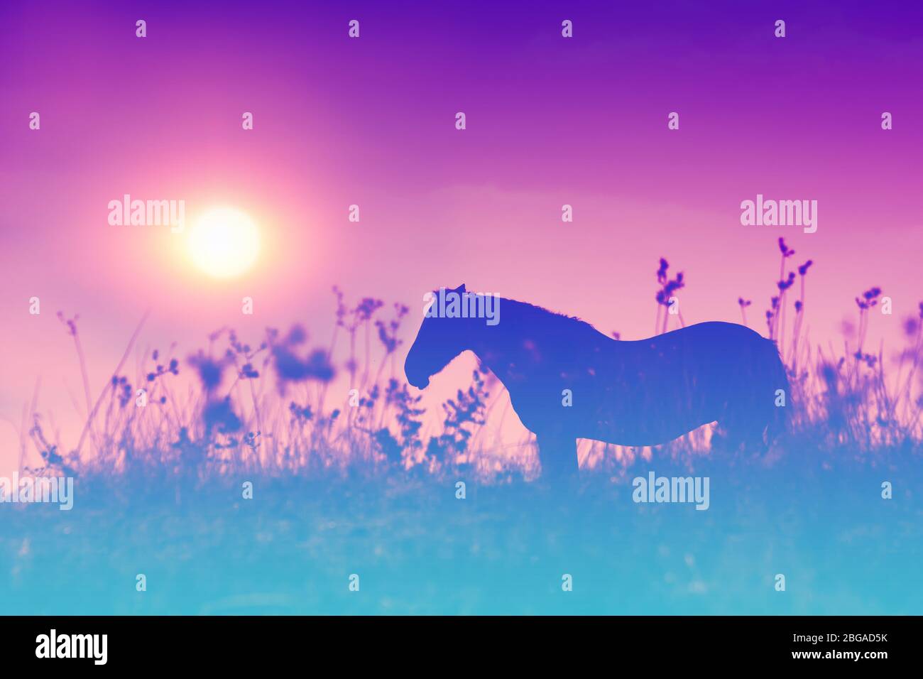 Silhouette of a horse on the meadow at sunset. Gradient color Stock Photo -  Alamy, image size:1300x956