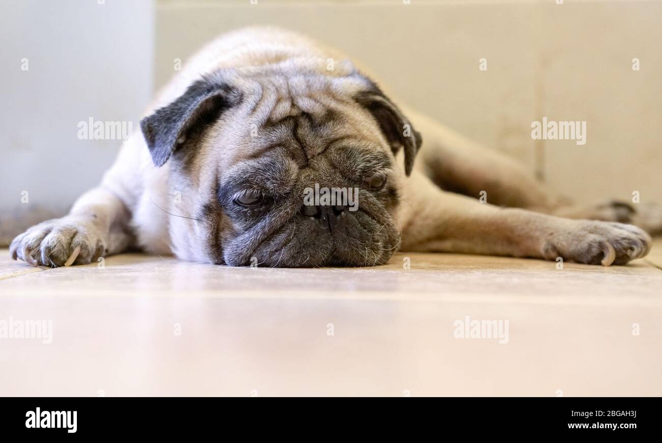 Lazy and sleepy pug dog lying on the floor. Copy space. Stock Photo