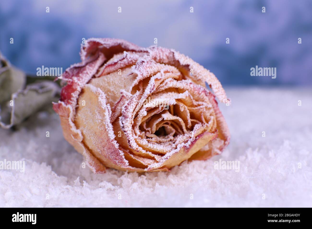 Dried rose covered with hoarfrost on snow close up Stock Photo - Alamy