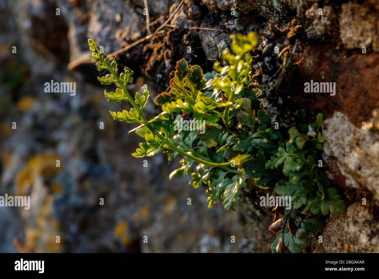 plant growing in old stone wall Stock Photo - Alamy