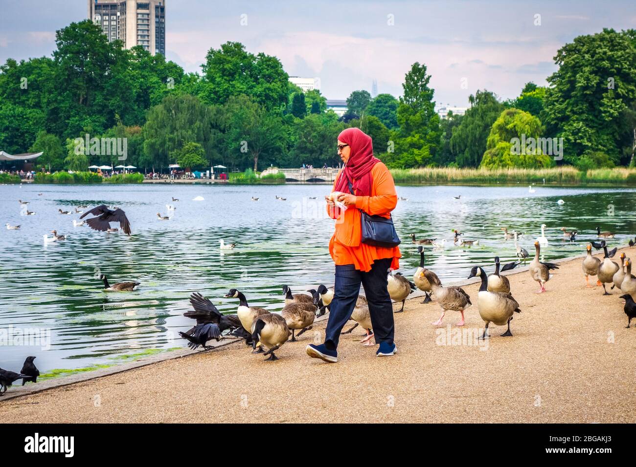 London/UK - June 3, 2017 - Woman feeding ducks in Hide park Stock Photo
