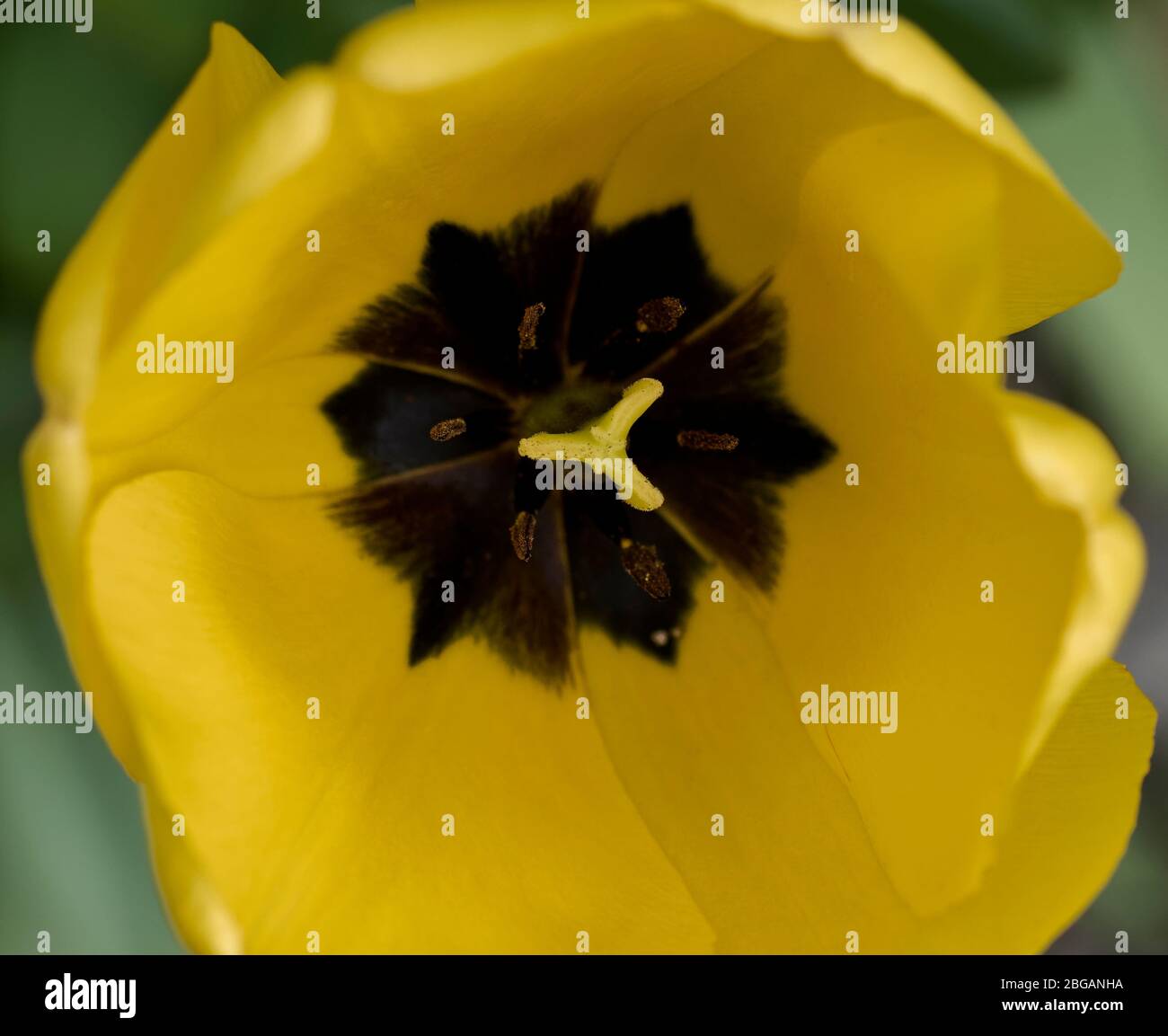 Detail of yellow tulip Stock Photo