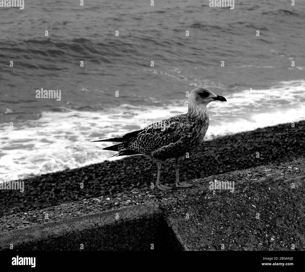 Normandy coastal beauty Black and White Stock Photos & Images - Alamy