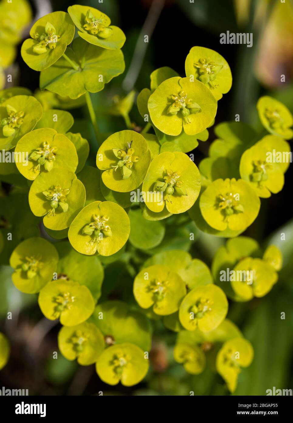 Euphorbia also known as spurge Stock Photo