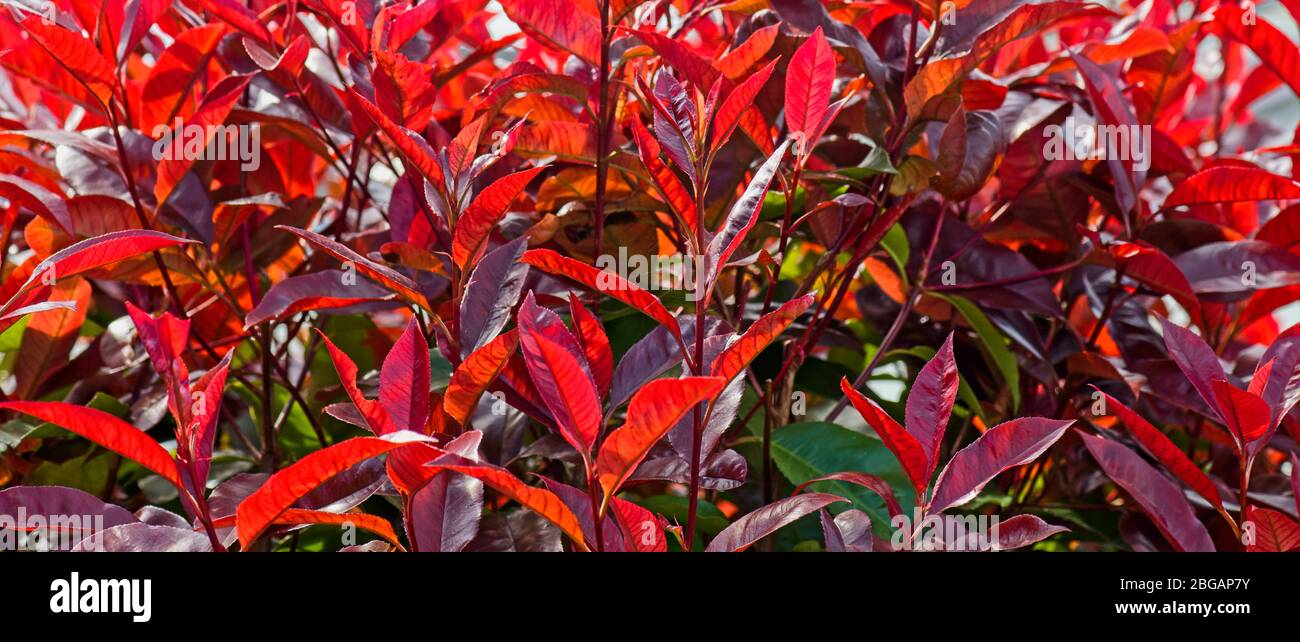 Detail of Photinia ‘red robin’ shrub Stock Photo Alamy
