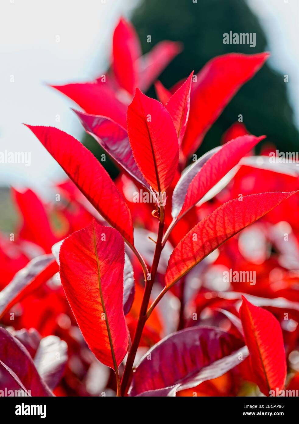 Detail of Photinia ‘red robin’ shrub Stock Photo
