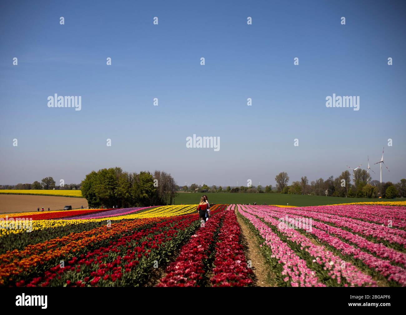 Grevenbroich, 15.04.2020: Tulpenfeld erstrahlt in kräftigen und bunten