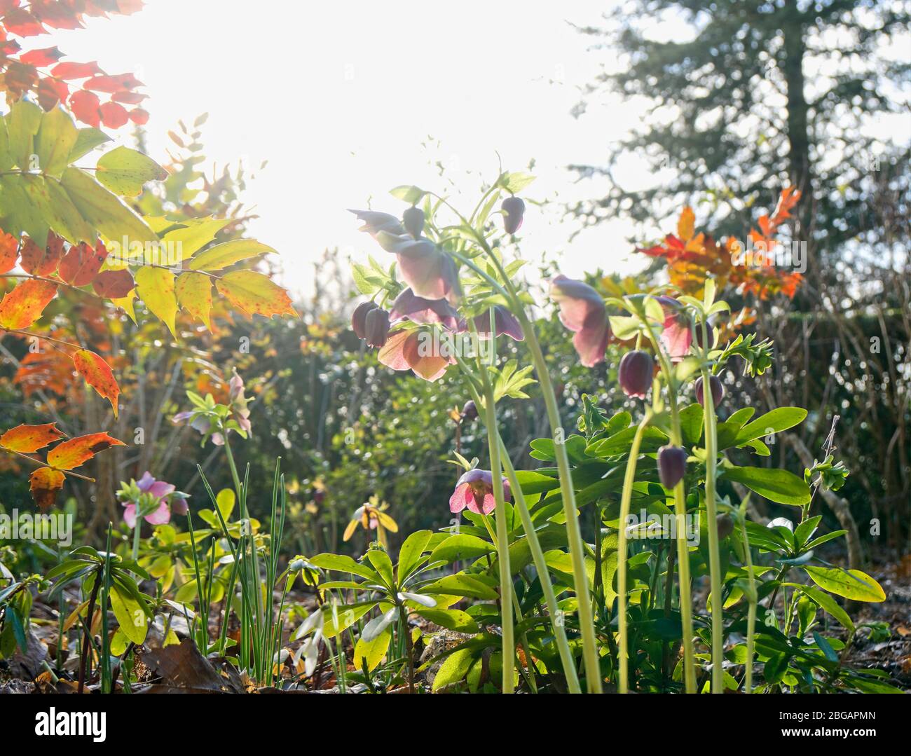 spring flowers Stock Photo