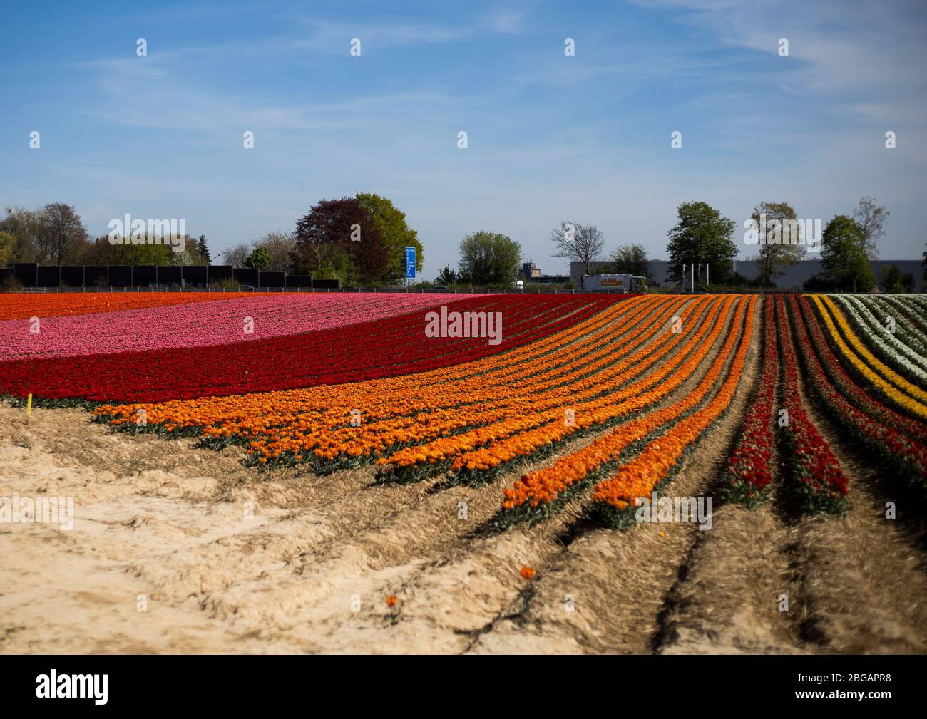Grevenbroich, 15.04.2020: Tulpenfeld erstrahlt in kräftigen und bunten