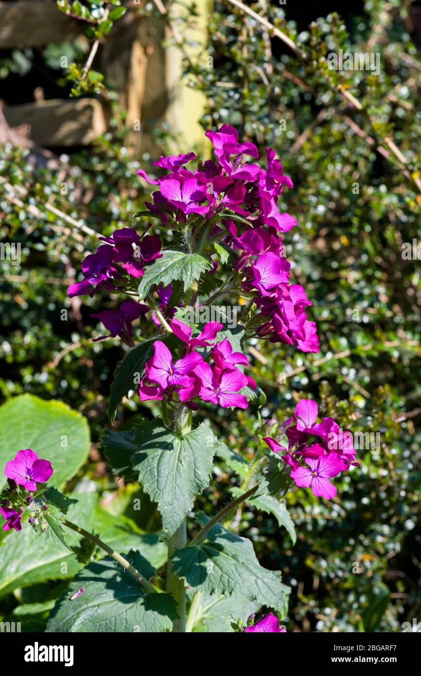 Honesty flowers in a garden Stock Photo Alamy