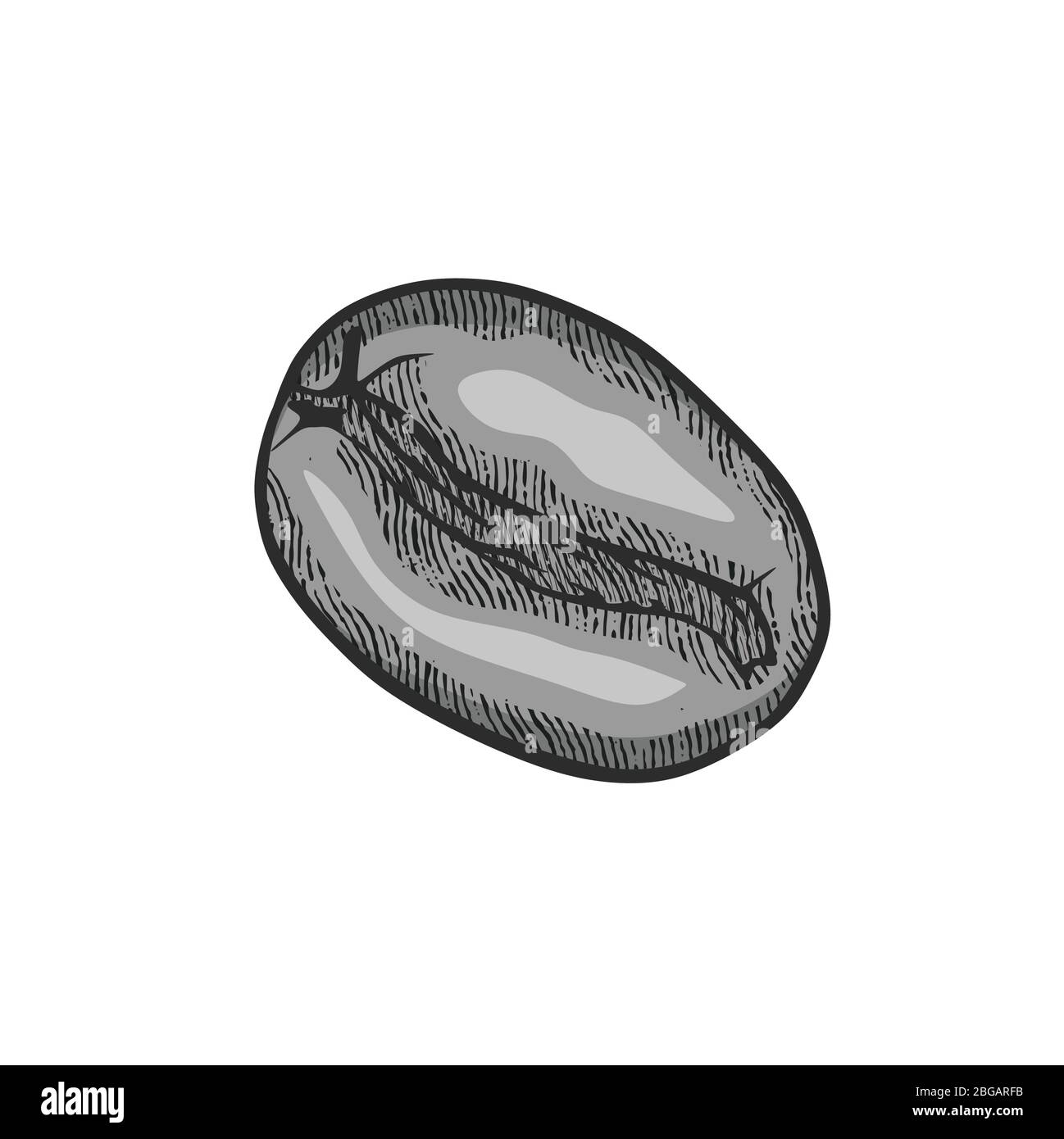 hand drawn coffee bean logo. engraving texture. vector illustration ...