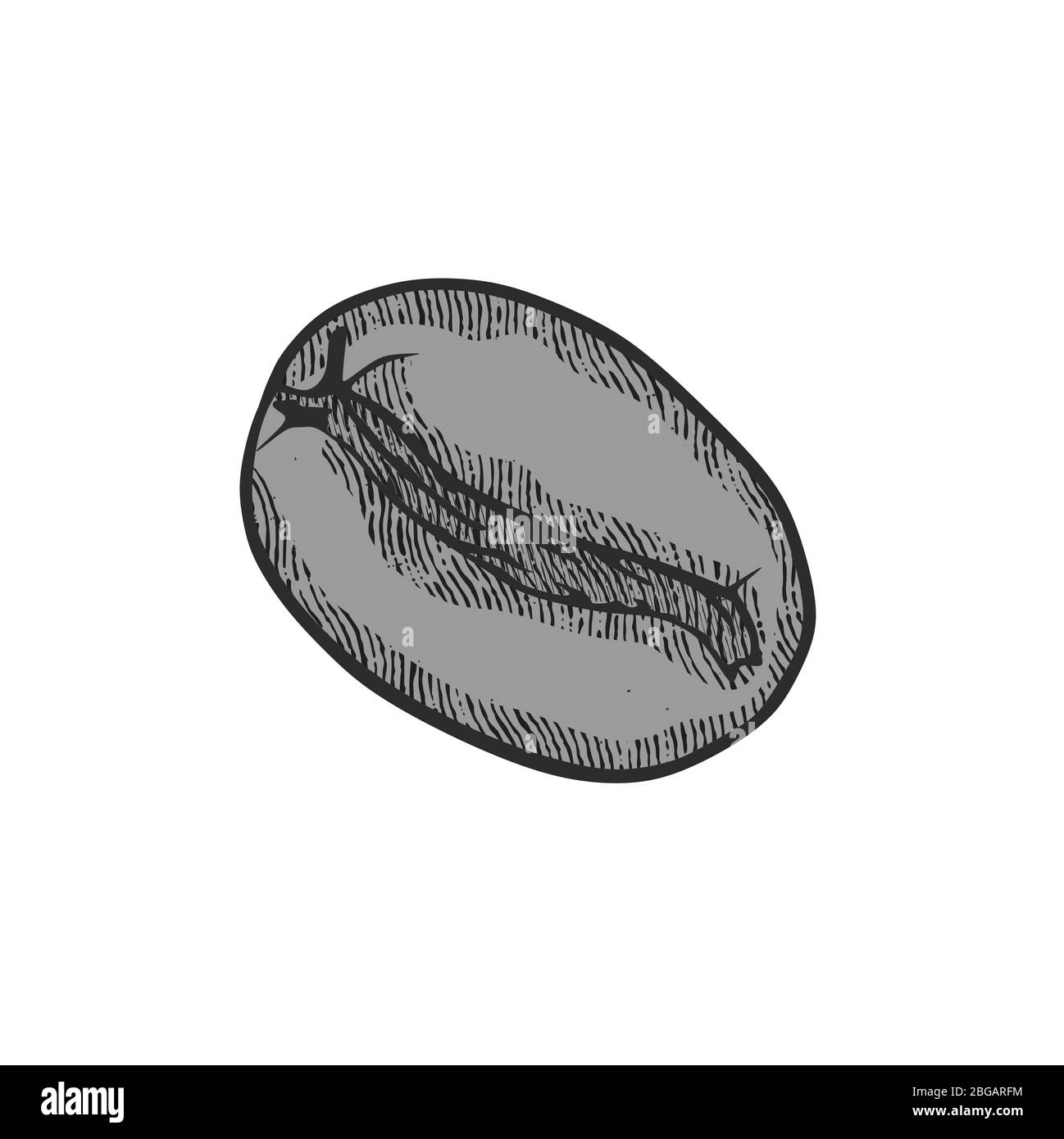 hand drawn coffee bean logo. engraving texture. vector illustration ...