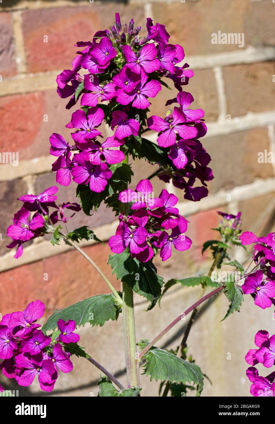 Honesty flowers in a garden Stock Photo Alamy