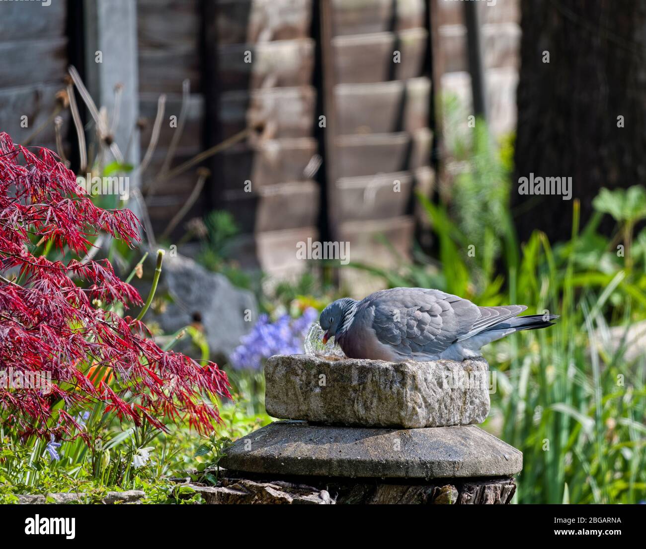 Large pigeon in small bird bath Stock Photo Alamy
