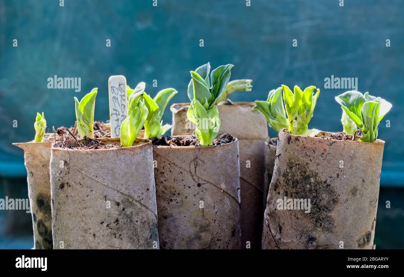 Growing from seeds in toilet roll centers used as alternative to plastic pots Stock Photo