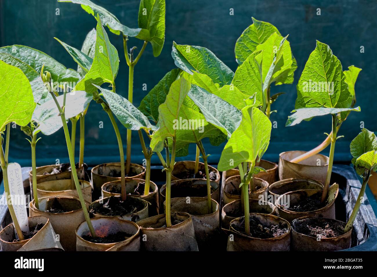 Growing from seeds in toilet roll centers used as alternative to plastic pots Stock Photo