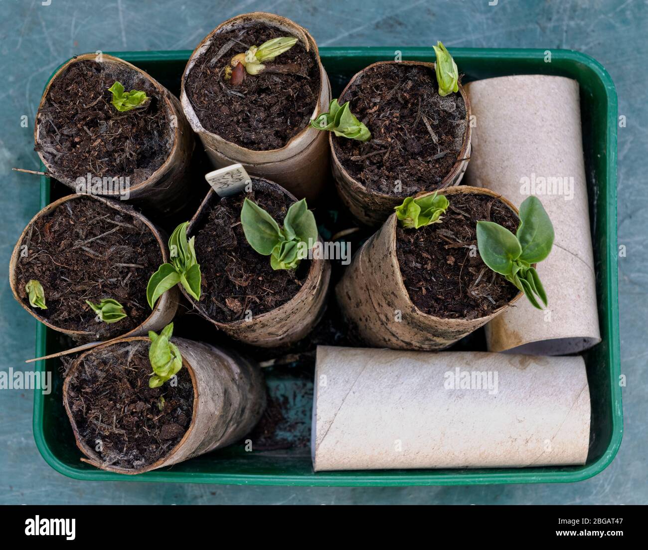 Growing from seeds in toilet roll centers used as alternative to plastic pots Stock Photo