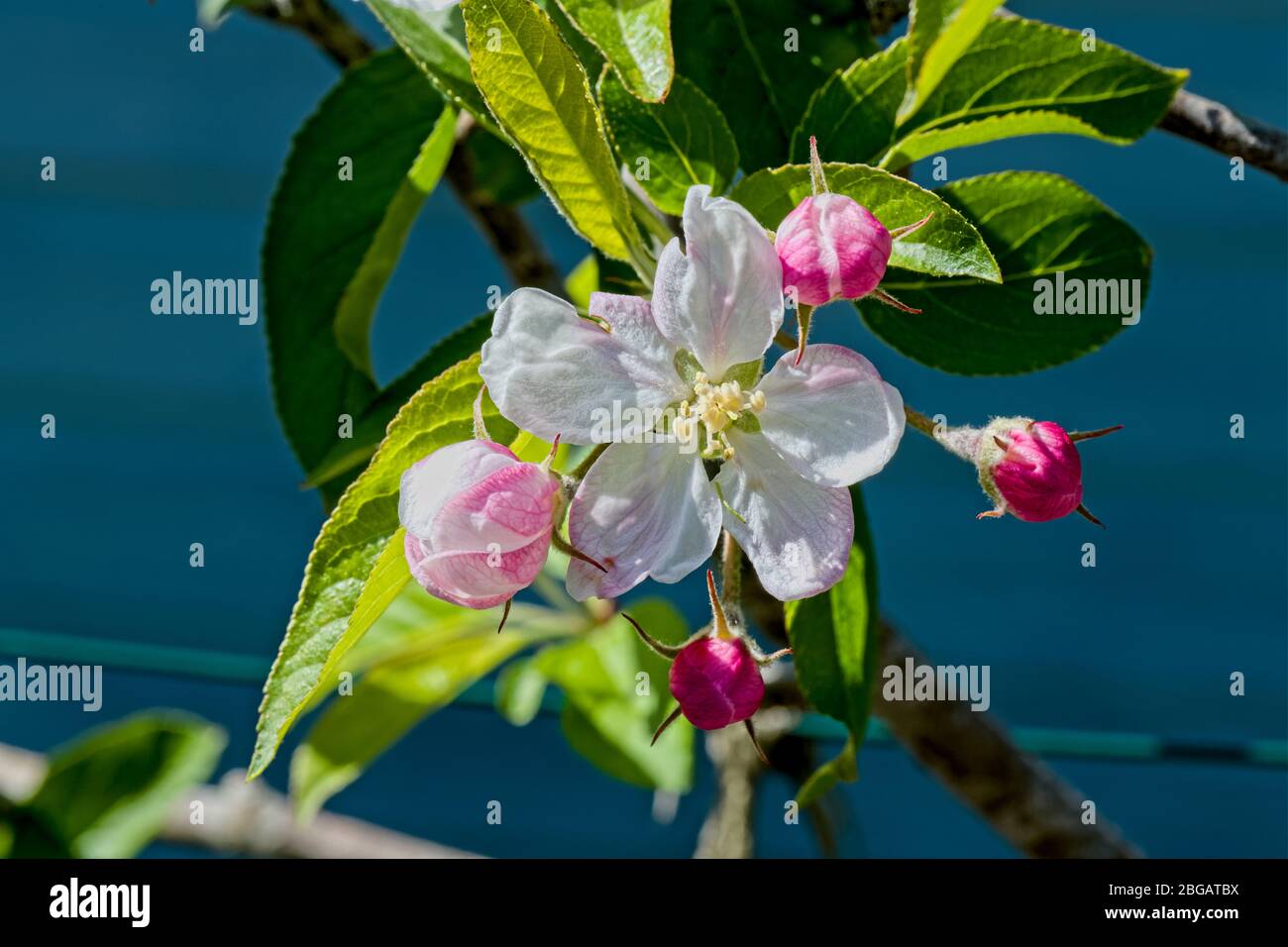 Apple blossom and buds Stock Photo