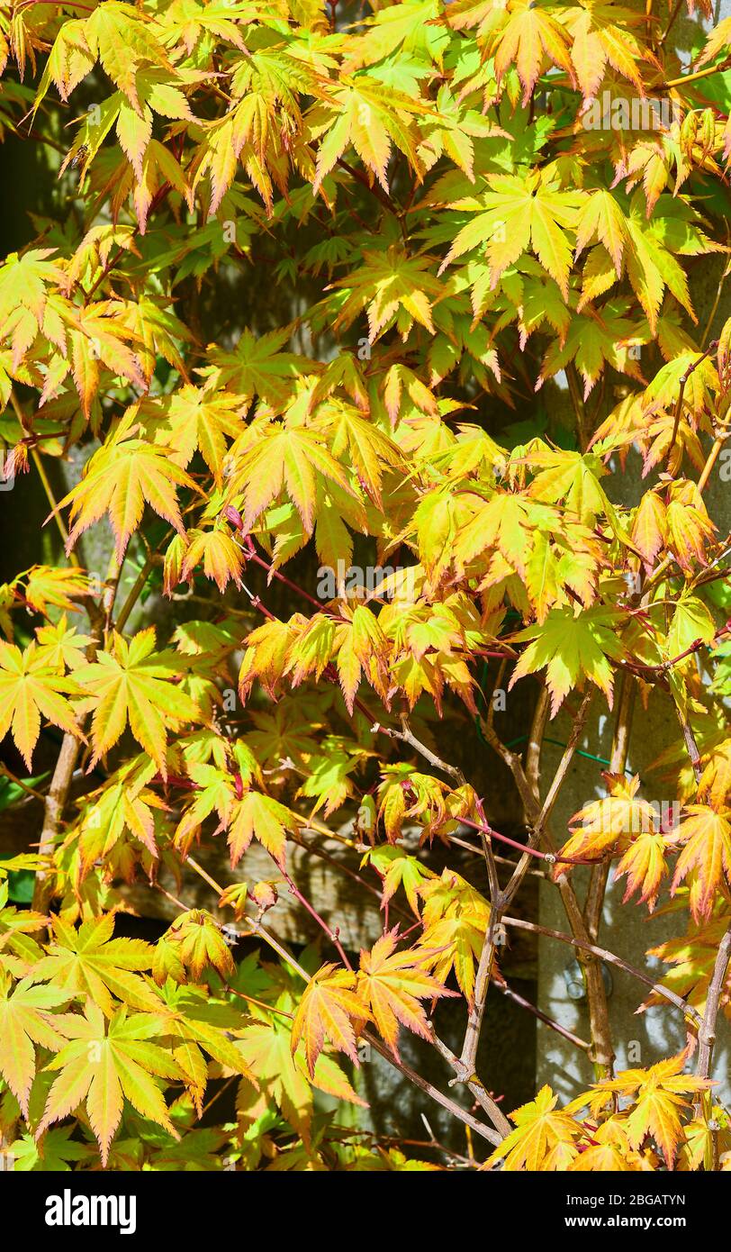 Acer palmatum japanese maple hi-res stock photography and images - Alamy